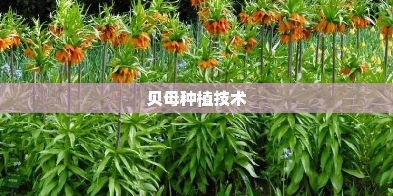 贝母种植技术