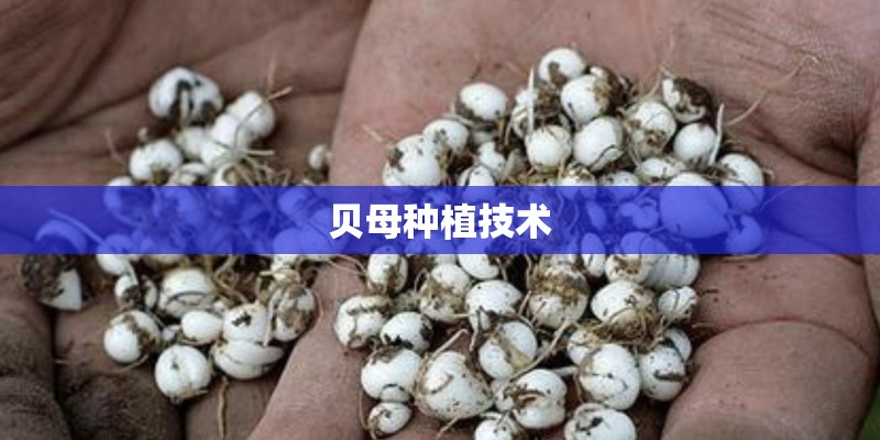 贝母种植技术