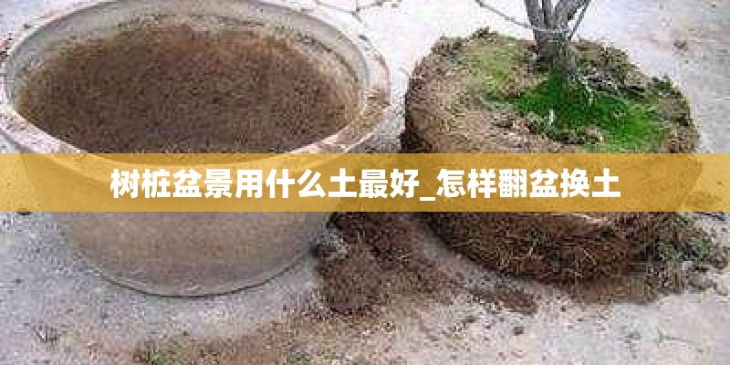 树桩盆景用什么土最好_怎样翻盆换土