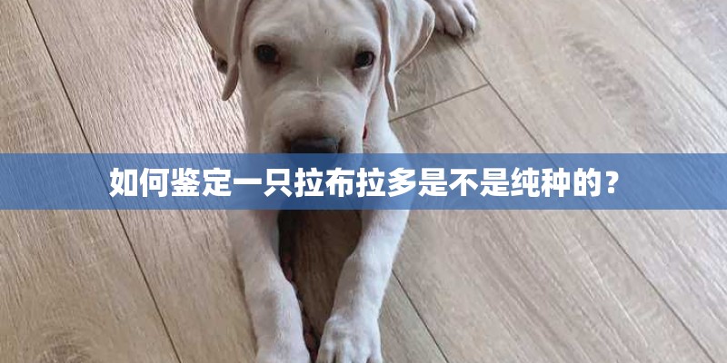 如何鉴定一只拉布拉多是不是纯种的？