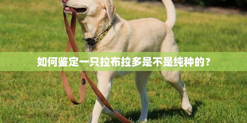 如何鉴定一只拉布拉多是不是纯种的？
