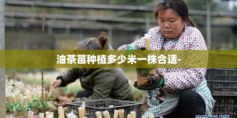 油茶苗种植多少米一株合适-