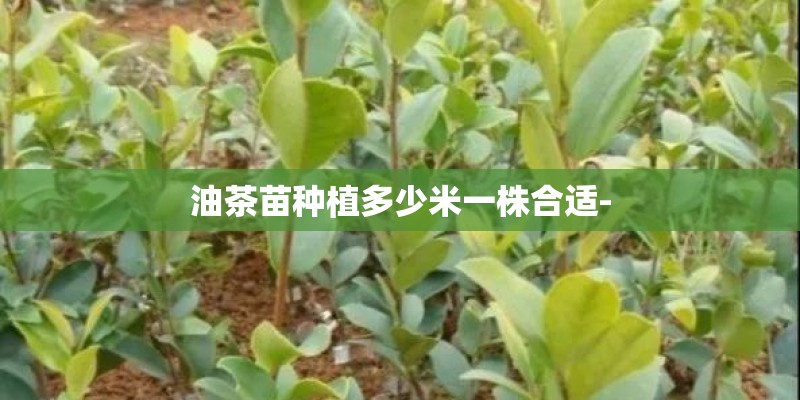 油茶苗种植多少米一株合适-