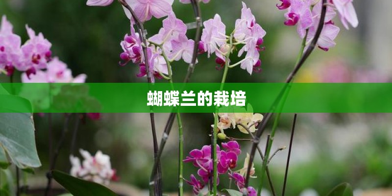 蝴蝶兰的栽培