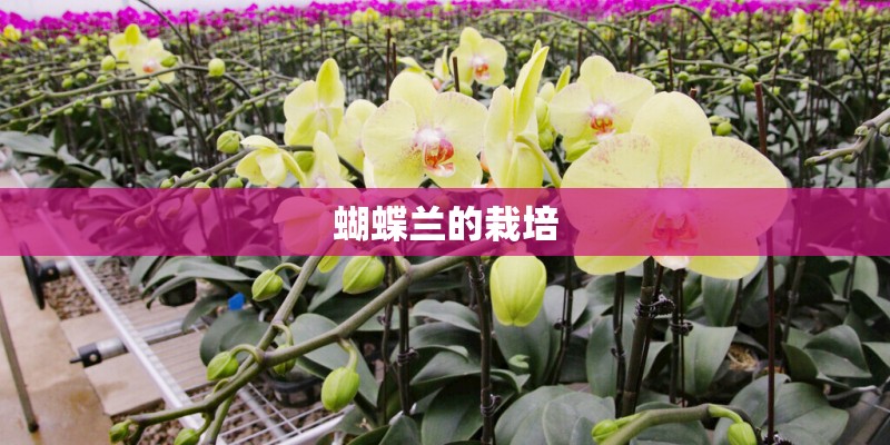 蝴蝶兰的栽培