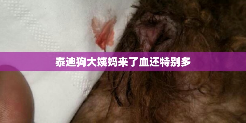 泰迪狗大姨妈来了血还特别多