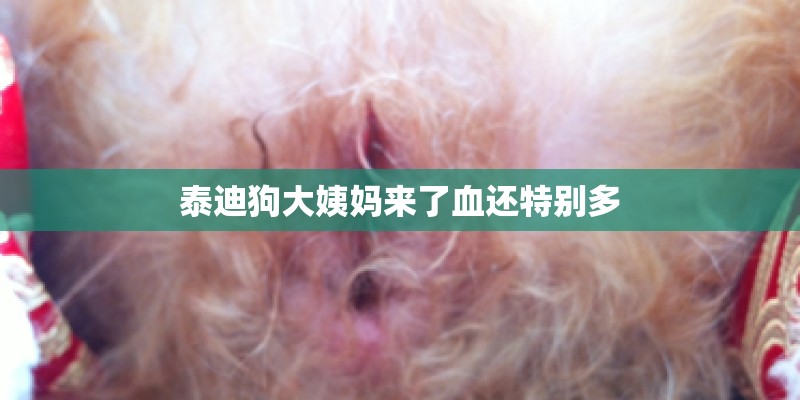 泰迪狗大姨妈来了血还特别多