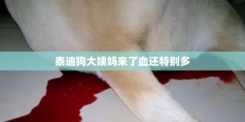 泰迪狗大姨妈来了血还特别多