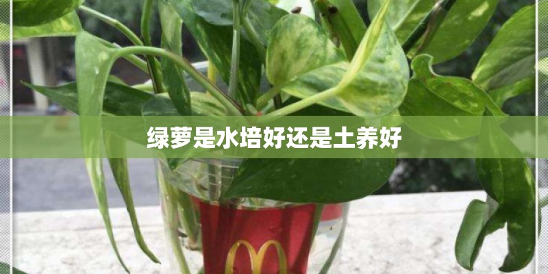 绿萝是水培好还是土养好