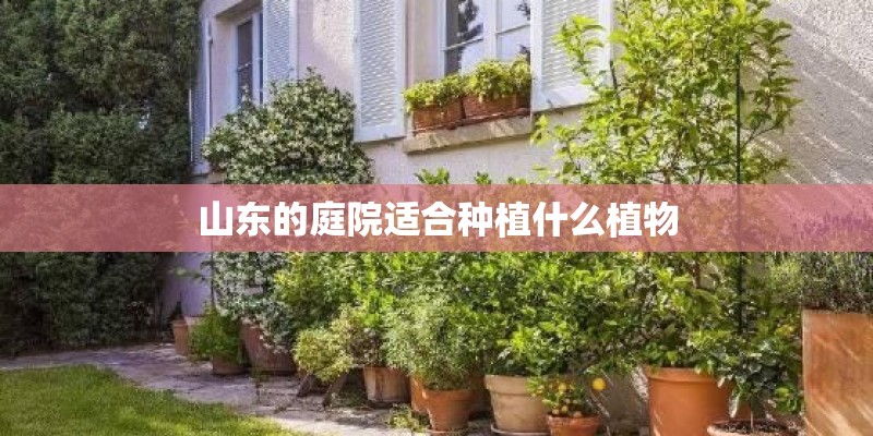 山东的庭院适合种植什么植物