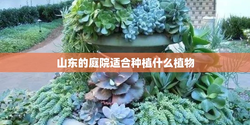山东的庭院适合种植什么植物