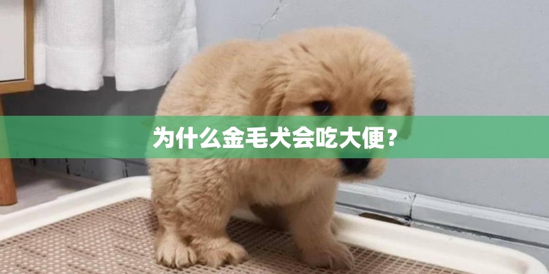 为什么金毛犬会吃大便？