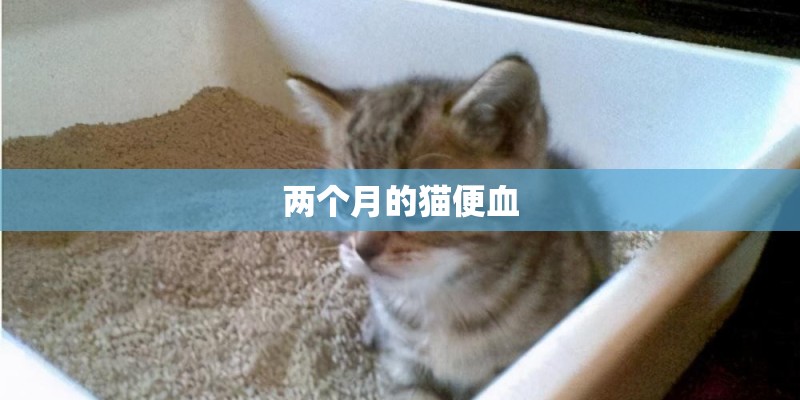 两个月的猫便血