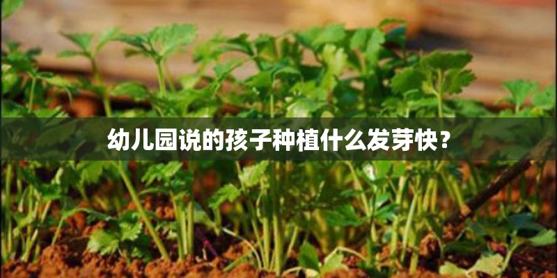 幼儿园说的孩子种植什么发芽快？