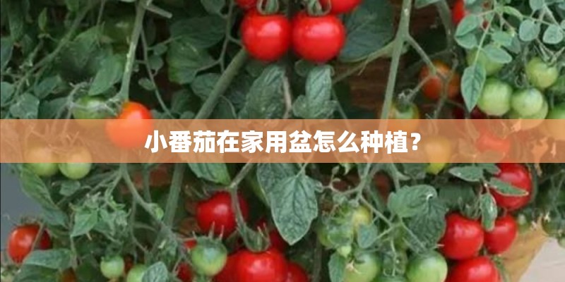 小番茄在家用盆怎么种植？