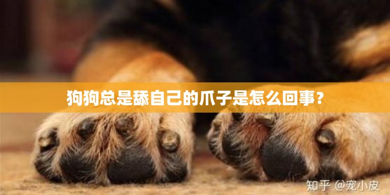 狗狗总是舔自己的爪子是怎么回事？