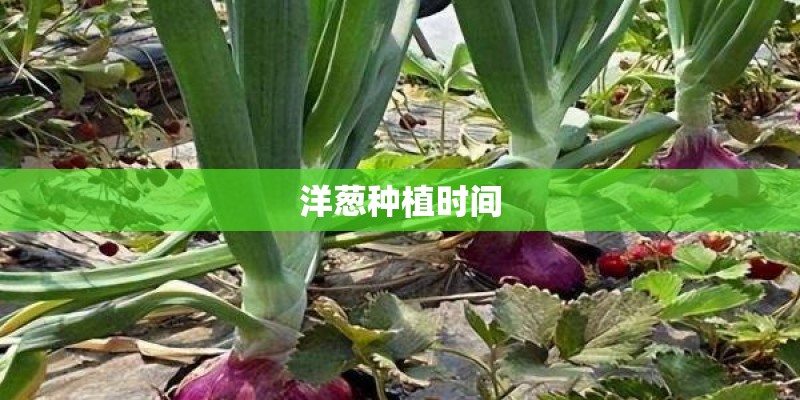 洋葱种植时间