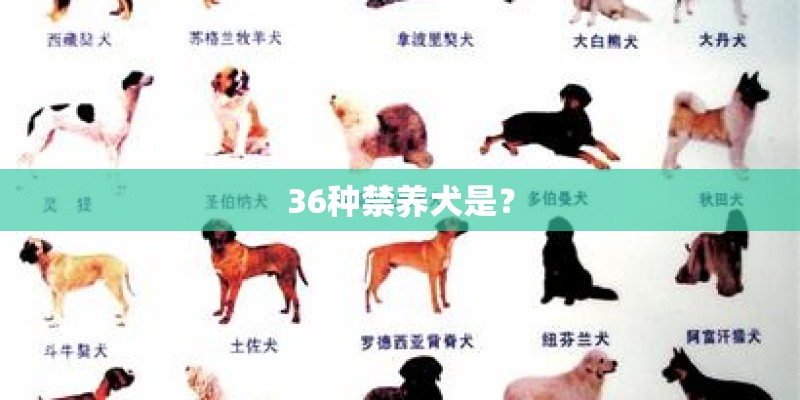 36种禁养犬是？