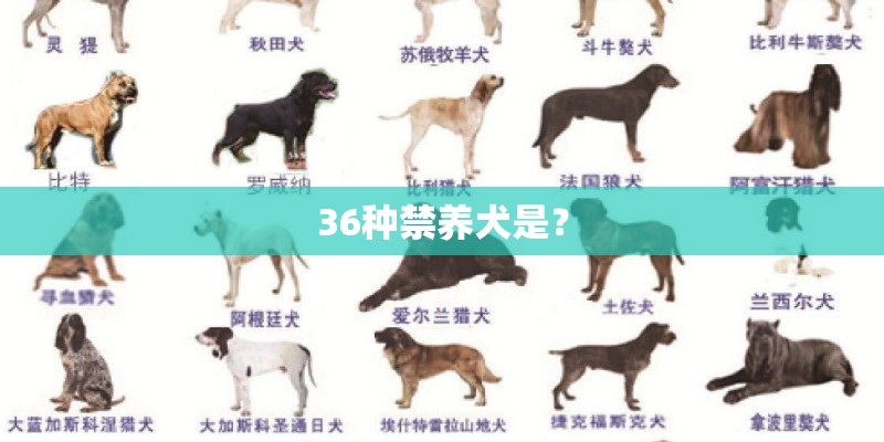 36种禁养犬是？