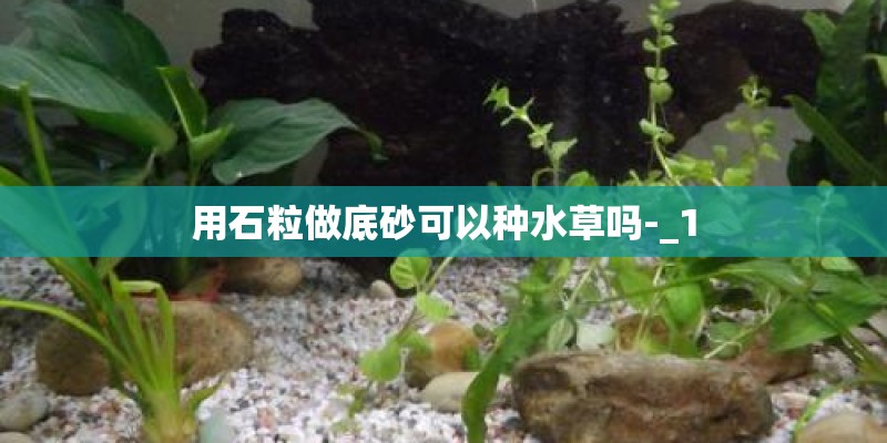 用石粒做底砂可以种水草吗-_1