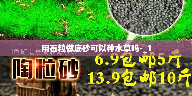 用石粒做底砂可以种水草吗-_1
