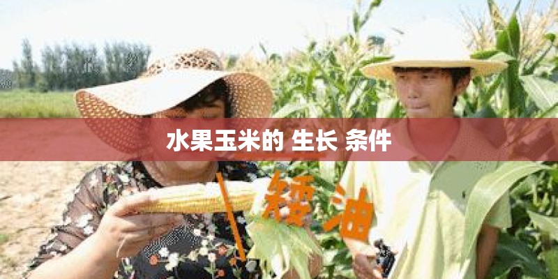 水果玉米的 生长 条件