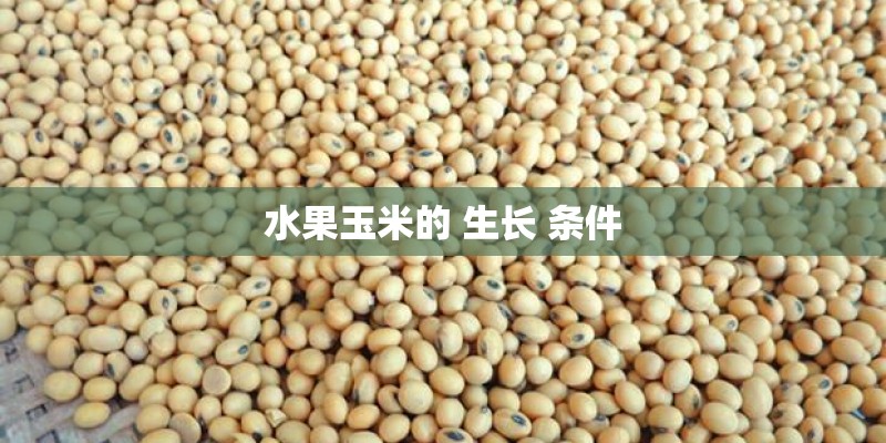 水果玉米的 生长 条件