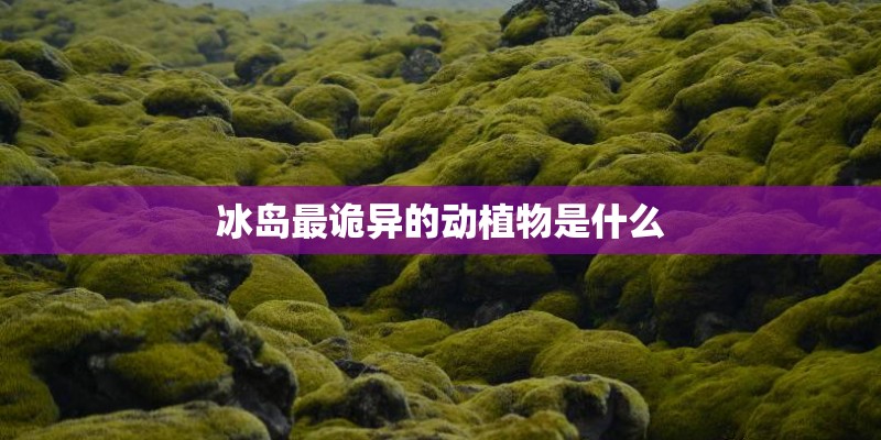 冰岛最诡异的动植物是什么