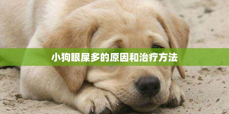 小狗眼屎多的原因和治疗方法