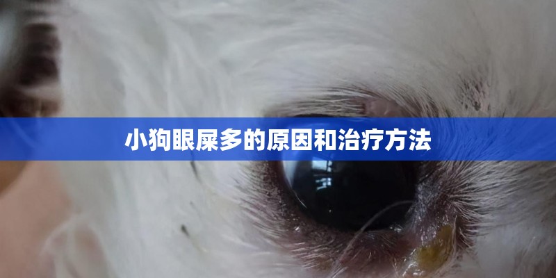 小狗眼屎多的原因和治疗方法