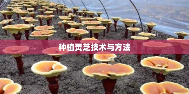 种植灵芝技术与方法