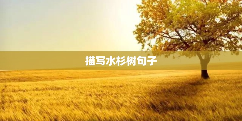 描写水杉树句子