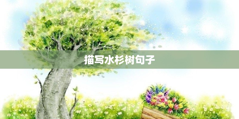 描写水杉树句子