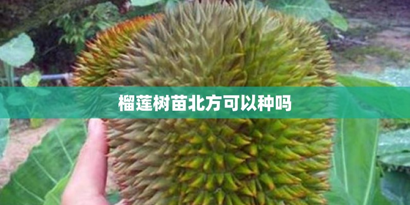 榴莲树苗北方可以种吗
