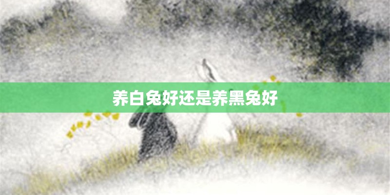 养白兔好还是养黑兔好