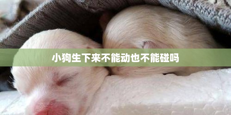 小狗生下来不能动也不能碰吗