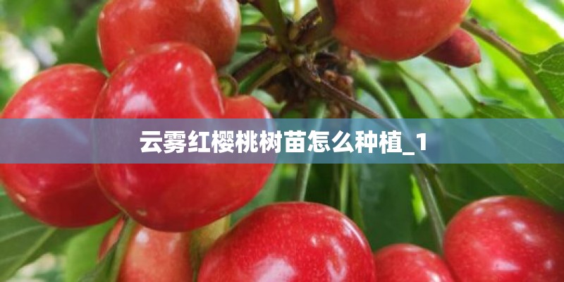 云雾红樱桃树苗怎么种植_1
