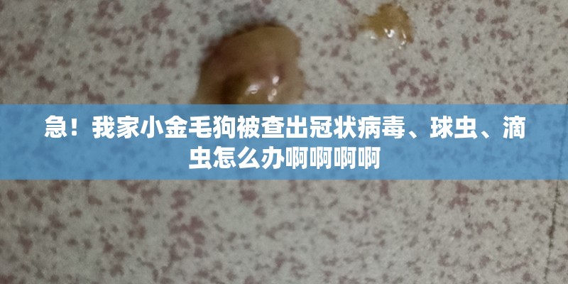 急！我家小金毛狗被查出冠状病毒、球虫、滴虫怎么办啊啊啊啊