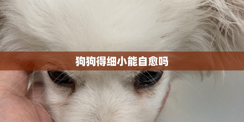 狗狗得细小能自愈吗