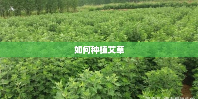 如何种植艾草