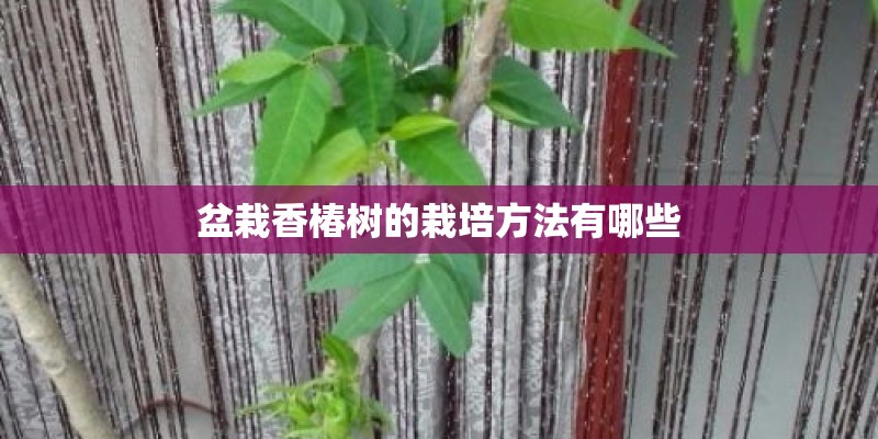 盆栽香椿树的栽培方法有哪些