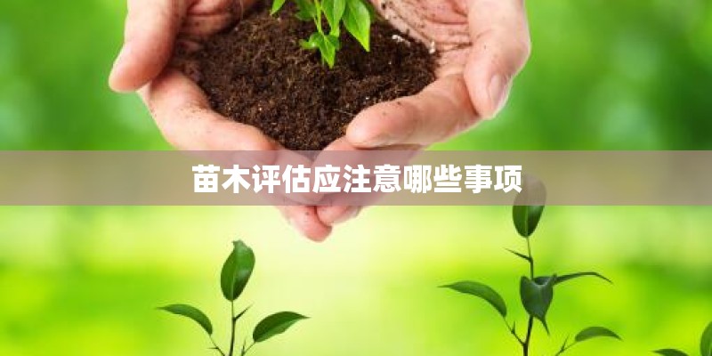 苗木评估应注意哪些事项