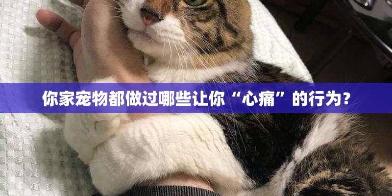 你家宠物都做过哪些让你“心痛”的行为？