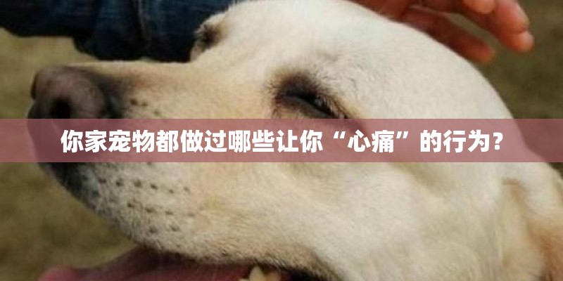 你家宠物都做过哪些让你“心痛”的行为？