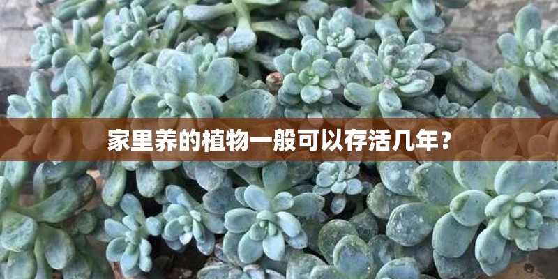 家里养的植物一般可以存活几年？