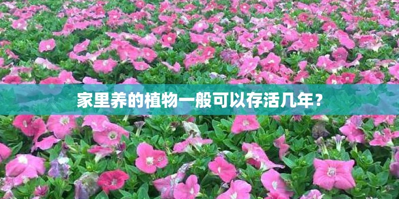 家里养的植物一般可以存活几年？