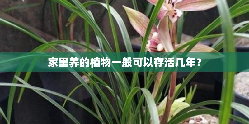 家里养的植物一般可以存活几年？