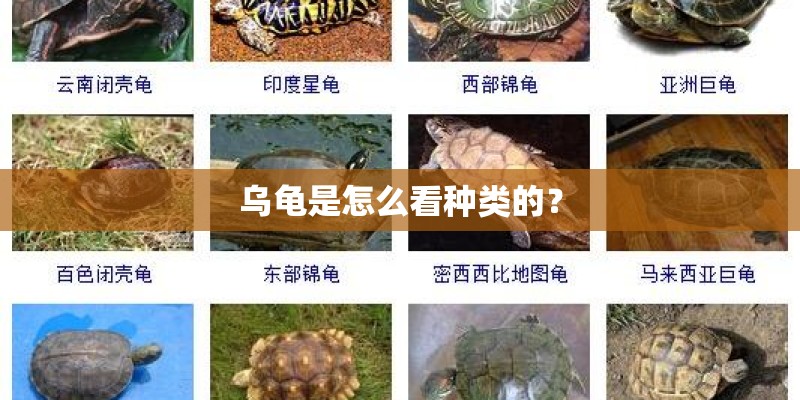 乌龟是怎么看种类的？