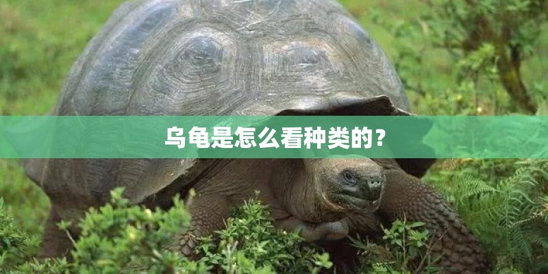 乌龟是怎么看种类的？