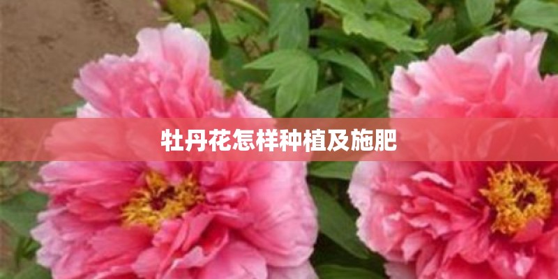 牡丹花怎样种植及施肥